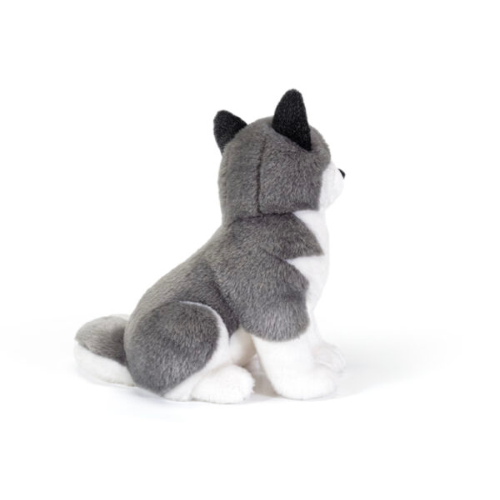 Husky Marcus - Capriccio Baby
