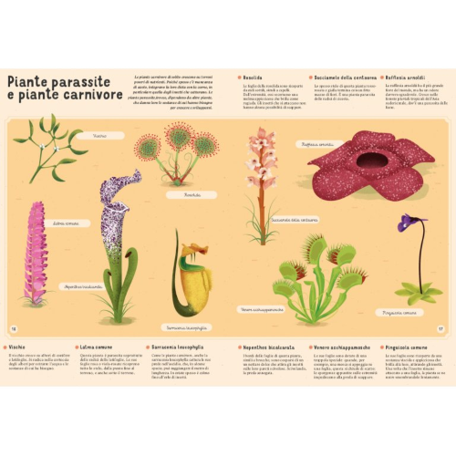 Reference Books - Enciclopedia Di Piante, Funghi E Licheni Per Piccoli Lettori - N.E. 2023 - Capriccio Baby